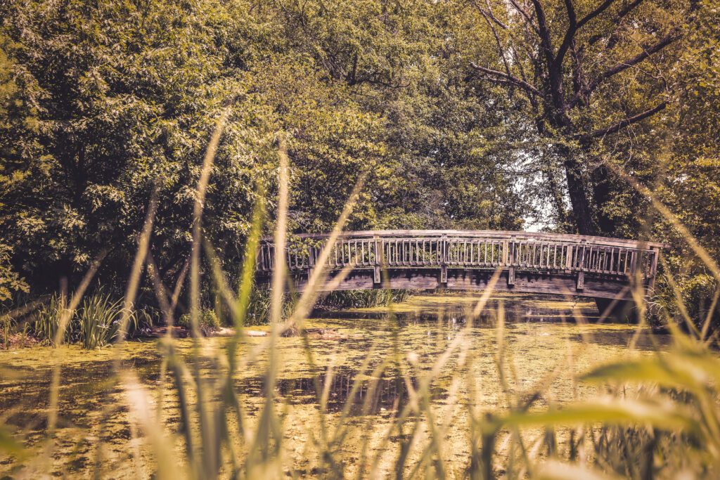 Rustic wooden bridge over calm river surrounded by lush green trees with soft-focus grass Wallpaper