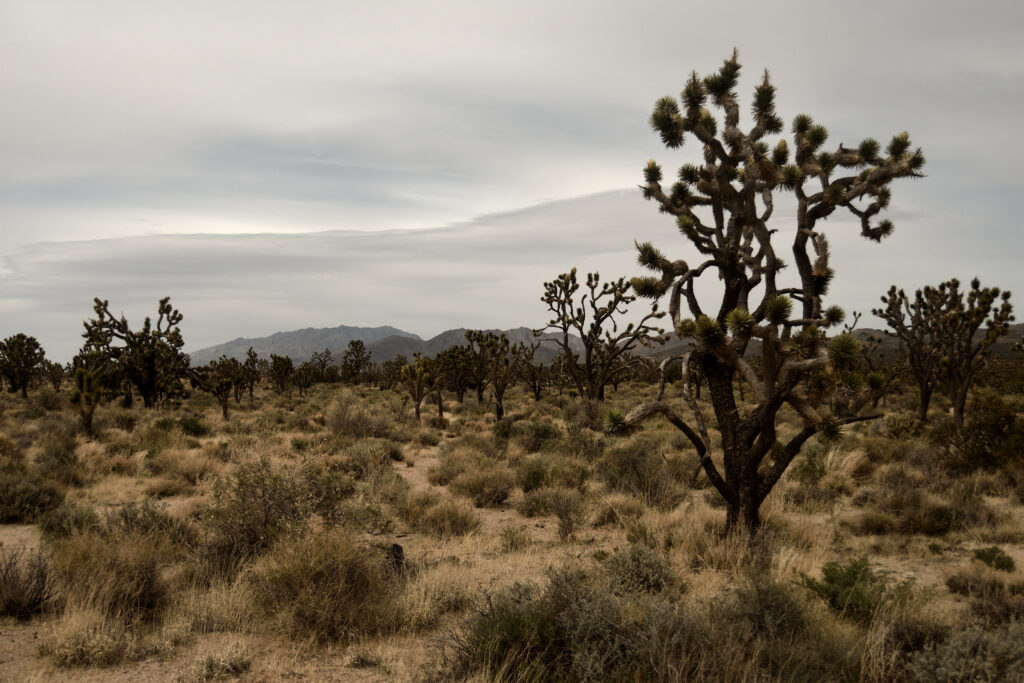 Savanna landscape wallpaper with rugged trees dry grass cloudy sky and natural earthy textures