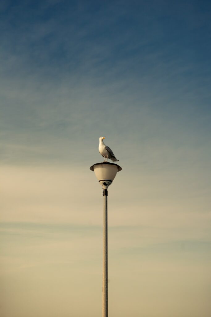 Tranquil Seagull Lantern Wallpaper - Clear Sky Background