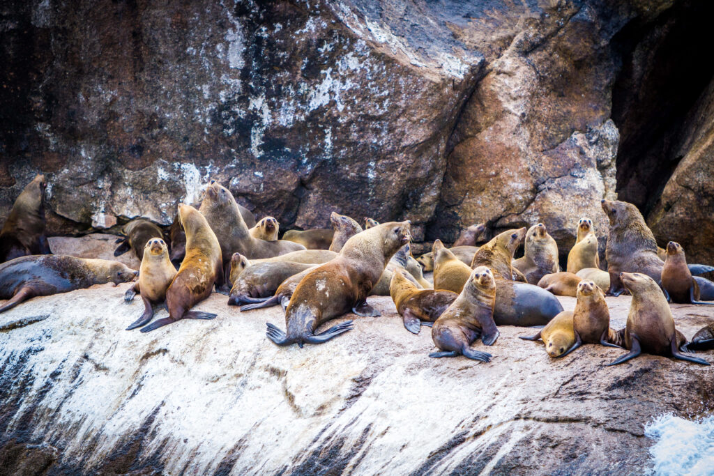 Tranquil Seals Basking on Rugged Coastal Rocks - Serene Wallpaper