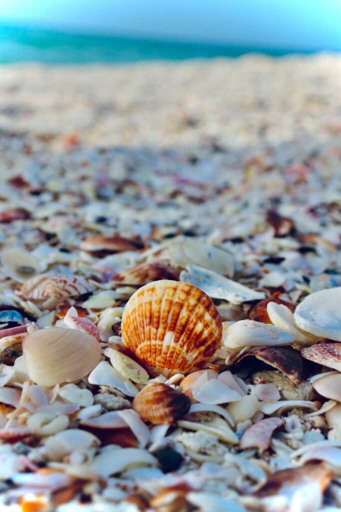 Close-up of assorted seashells on sandy beach with warm tones and soft blue sea background Wallpaper