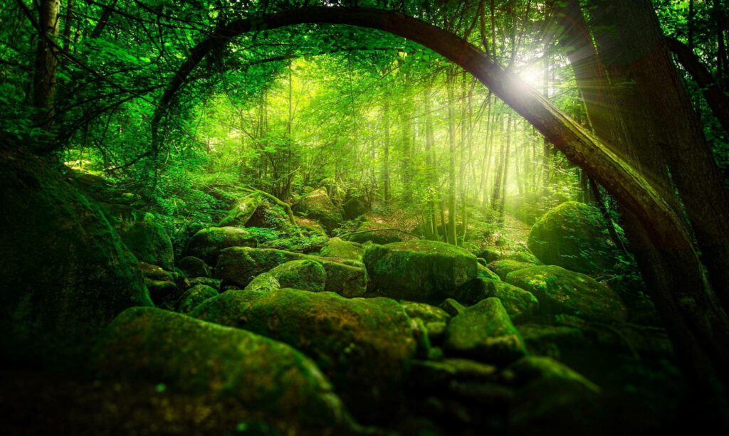 Enchanting Green Haven: An Idyllic Forestscape of Majestic Trees and Serene Rock Formations in Greenland's Pristine Wilderness Wallpaper