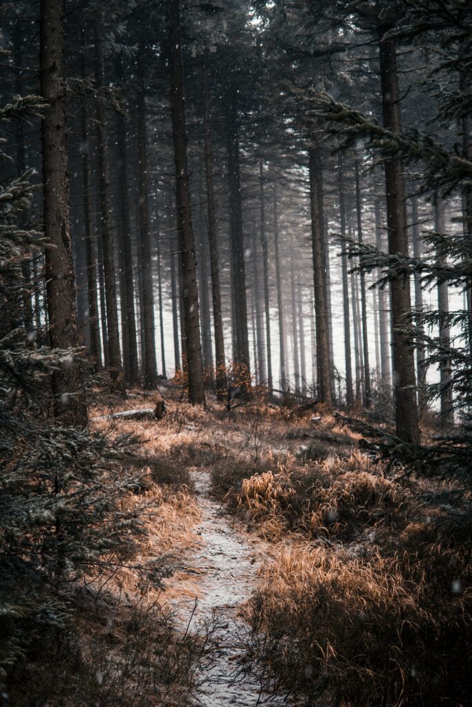 Serene snowy forest path with tall trees and soft winter light tranquil nature background Wallpaper