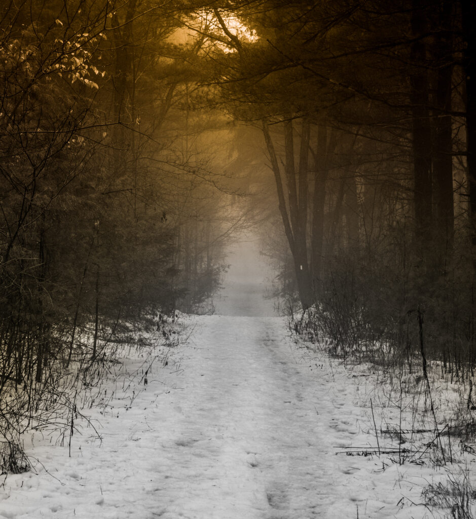 Snowy forest path with tall trees and warm mist creating a serene winter landscape wallpaper
