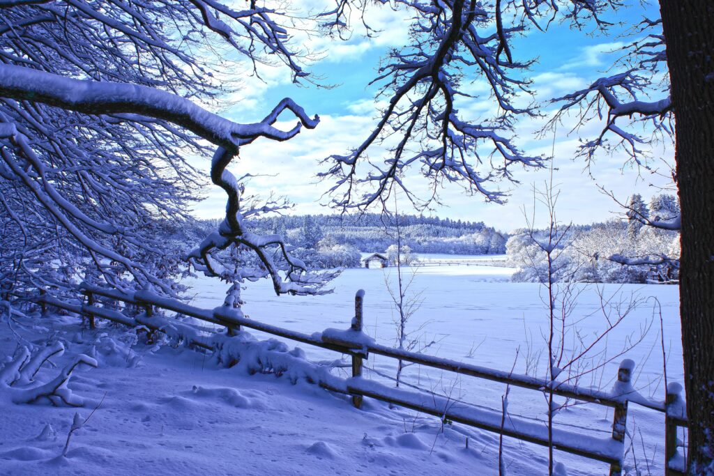 Tranquil winter landscape with snow-covered fence and frost-covered branches under blue sky Wallpaper