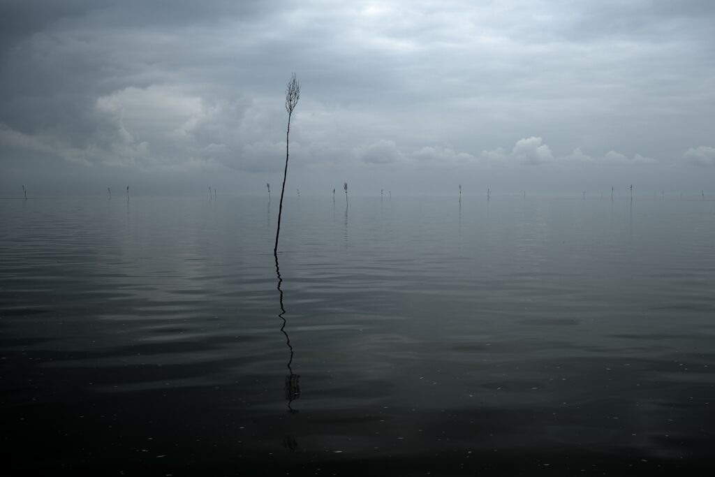 Solitary tree reflected in calm water under moody cloud sky serene minimalist nature wallpaper