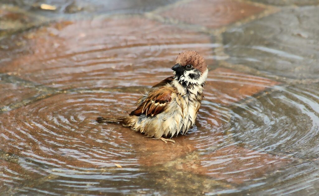Tranquil Sparrow Enjoys Puddle: Wet Feathers and Rippling Background Wallpaper