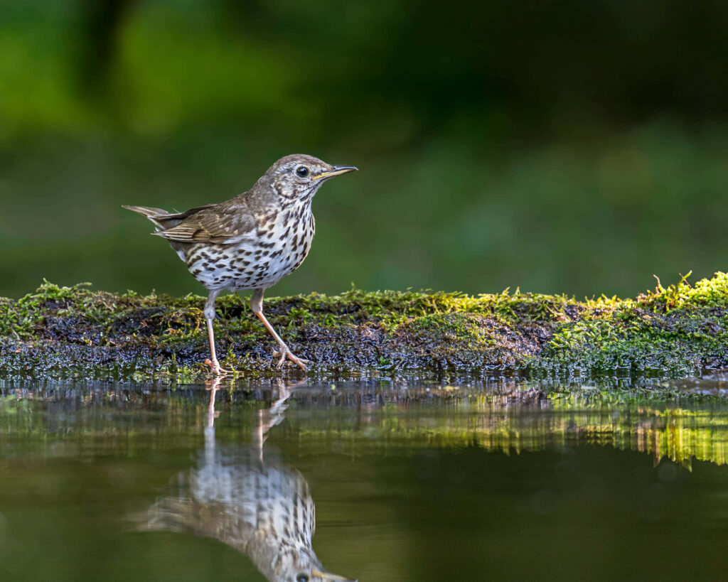 Tranquil Spotted Thrush Wallpaper by Calm Water and Lush Greenery