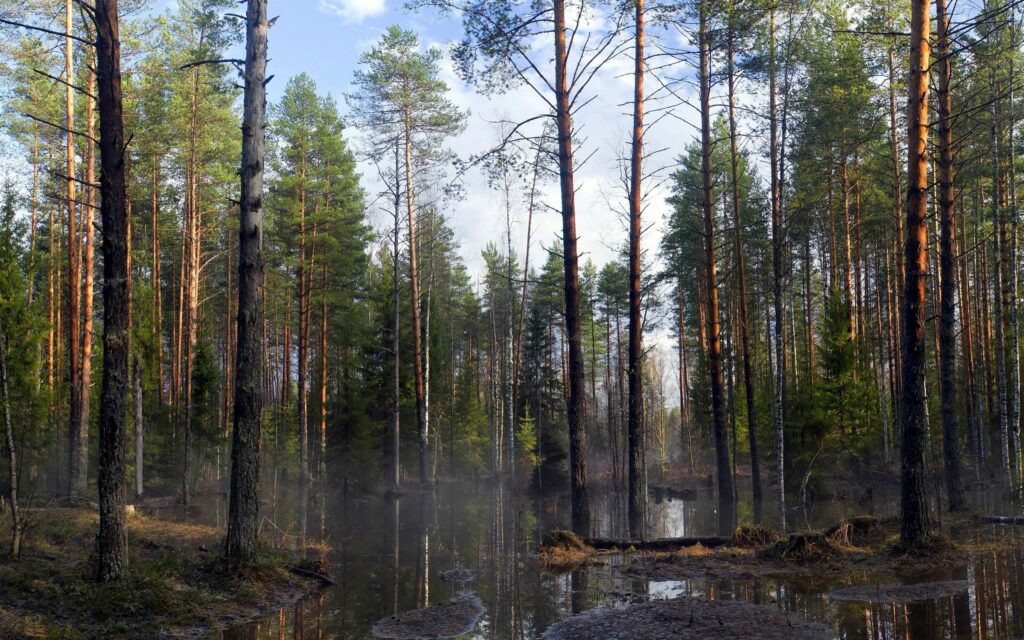 Tranquil spring forest with tall trees reflected in water and gentle mist rising in woods Wallpaper
