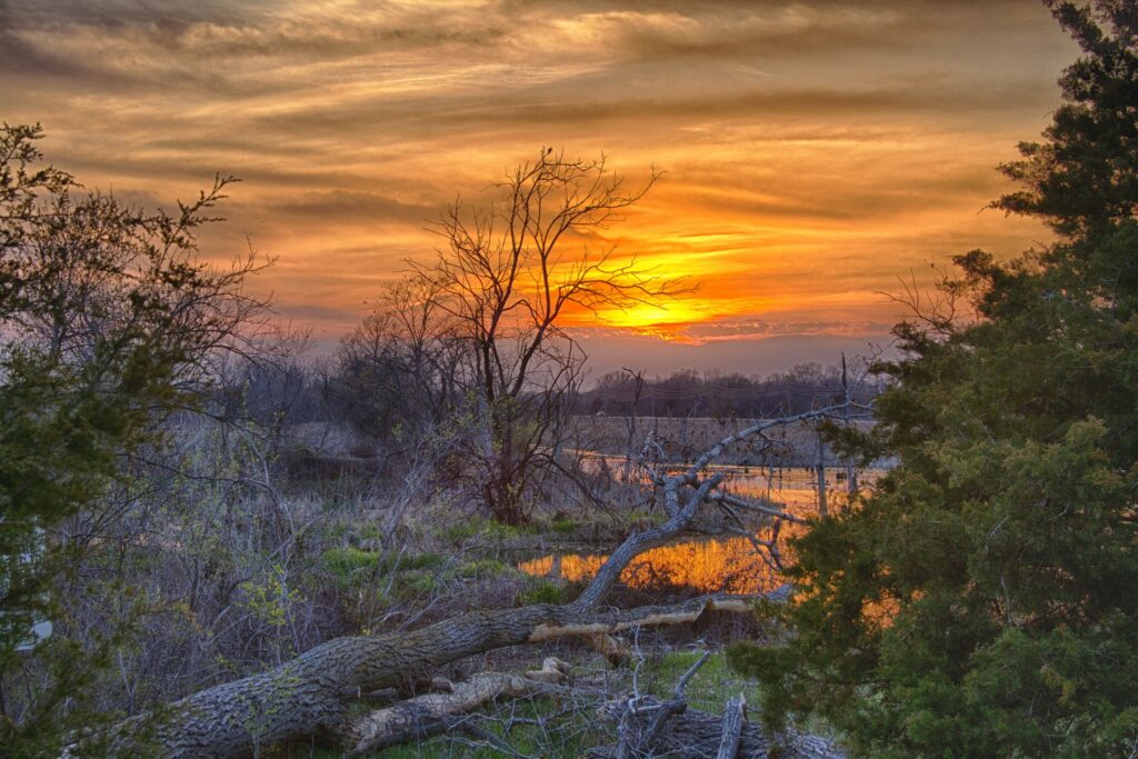Spring sunset over reflective water framed by young trees and lush green herbs wallpaper