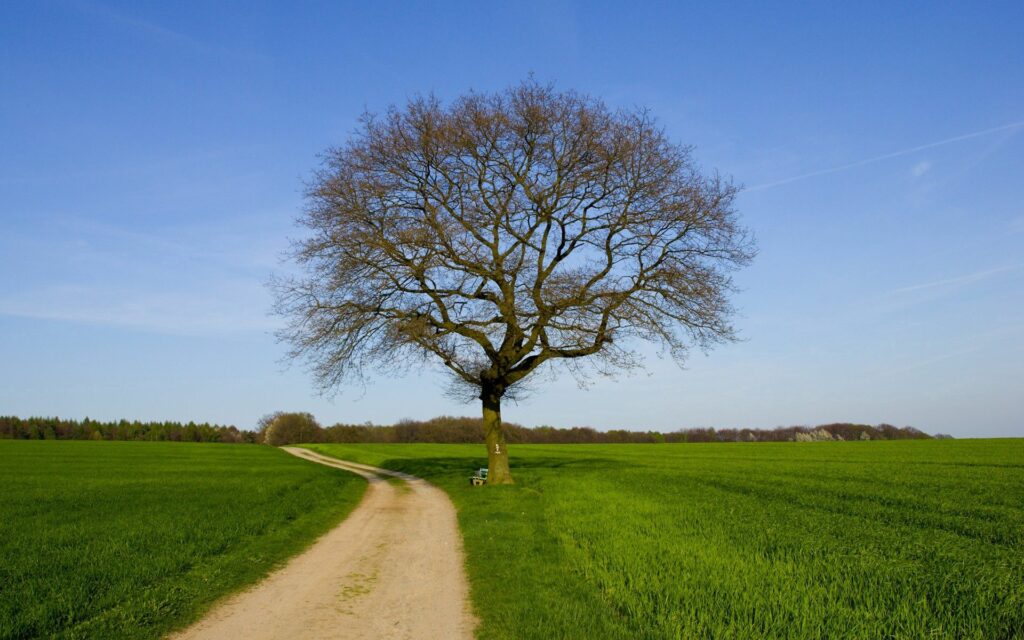Solitary tree with bench by winding dirt road in lush green fields under clear blue spring sky Wallpaper