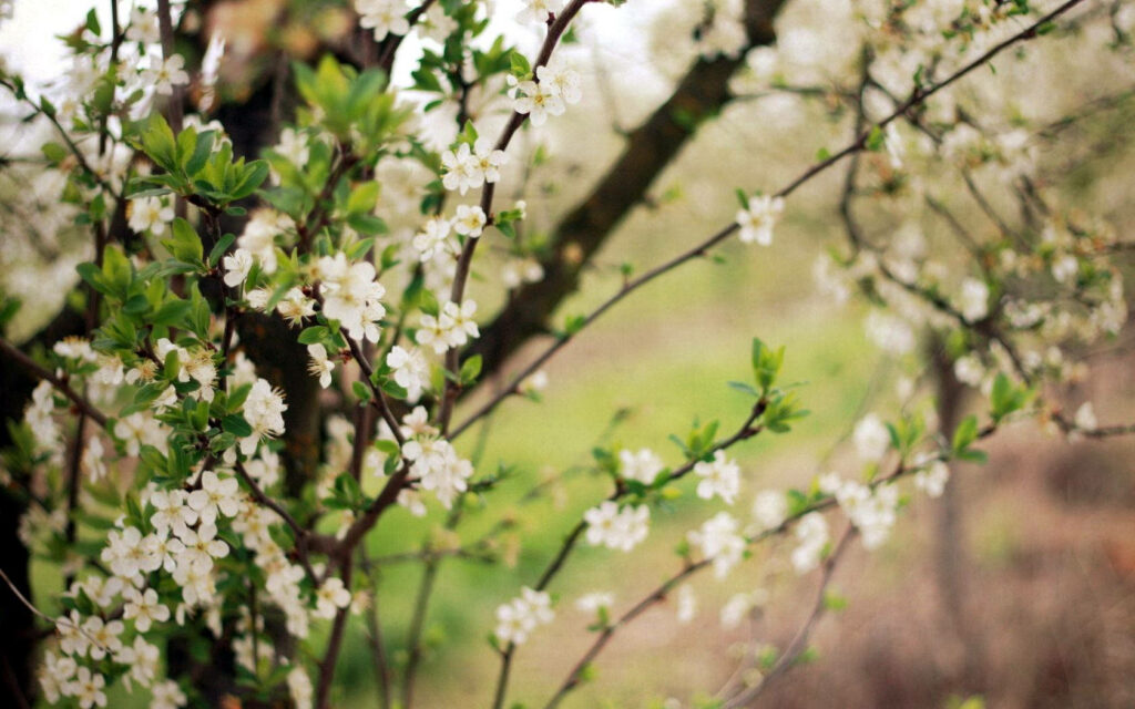 Serene Spring Blossom Wallpaper: Tranquil Floral Background