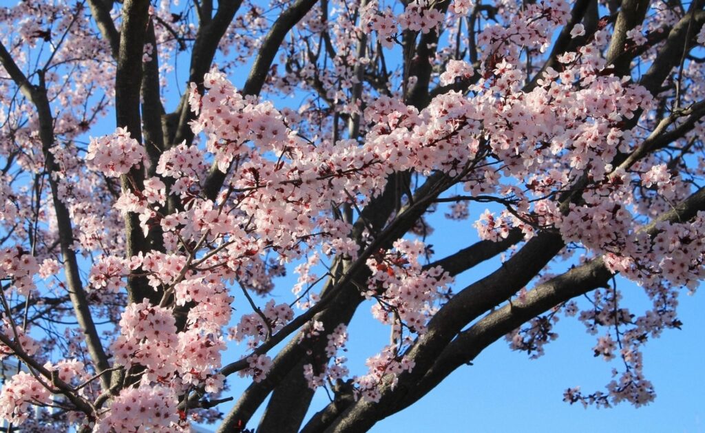 Tranquil Spring Wallpaper: Pink Blossoms & Clear Blue Sky Background