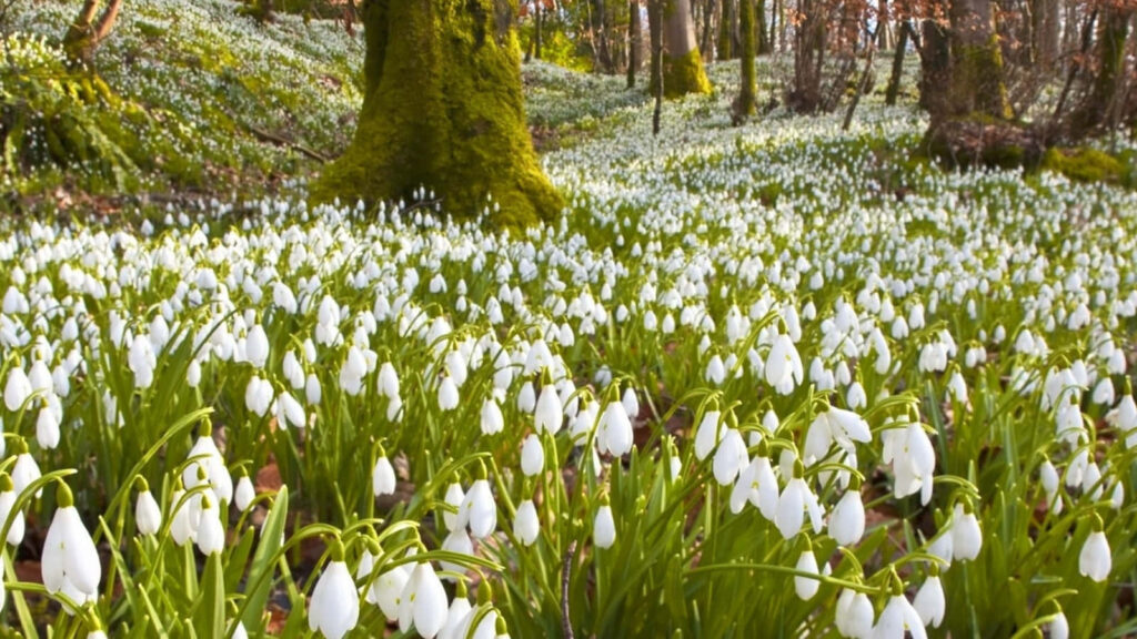 Tranquil Spring Background: Lush Snowdrops Beneath Tall Trees Wallpaper