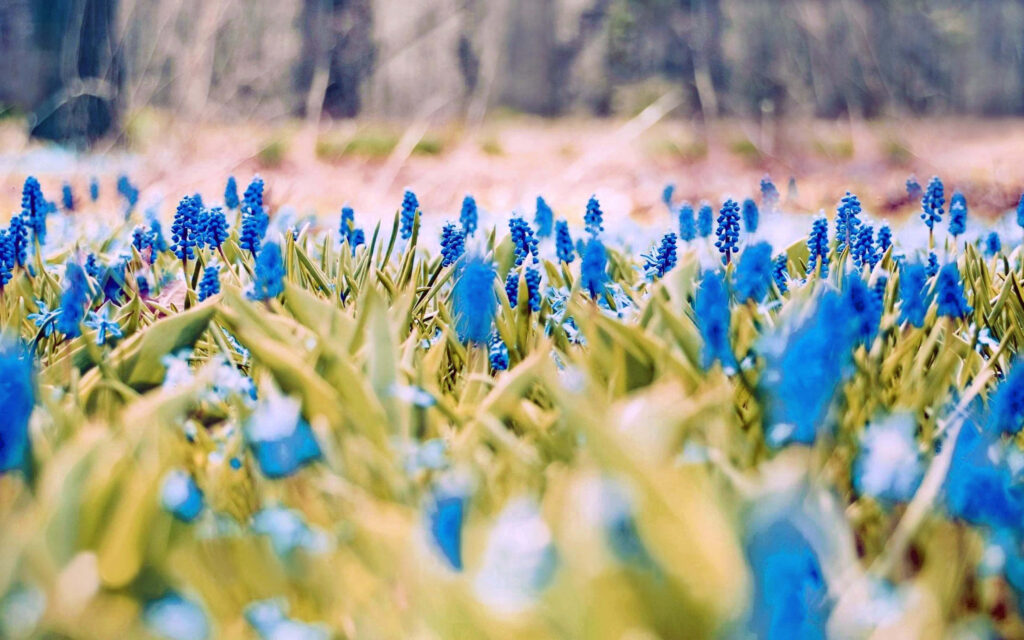 Tranquil Spring Wallpaper with Vibrant Blue Grape Hyacinths
