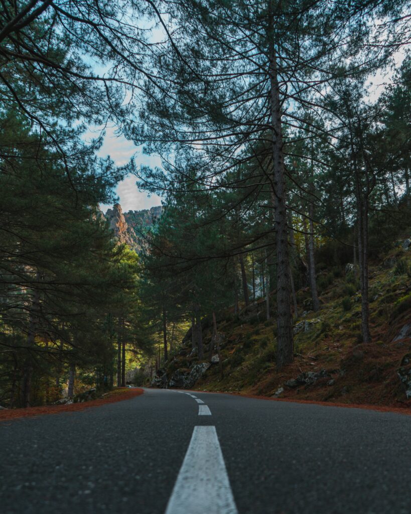 Scenic road lined with tall spruce trees and lush greenery under soft sunlight peaceful nature Wallpaper