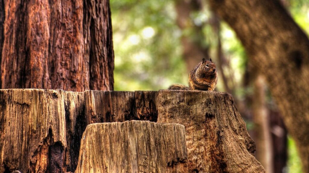 Squirrel on Tree Stump in Lush Forest - Tranquil Nature Background Wallpaper