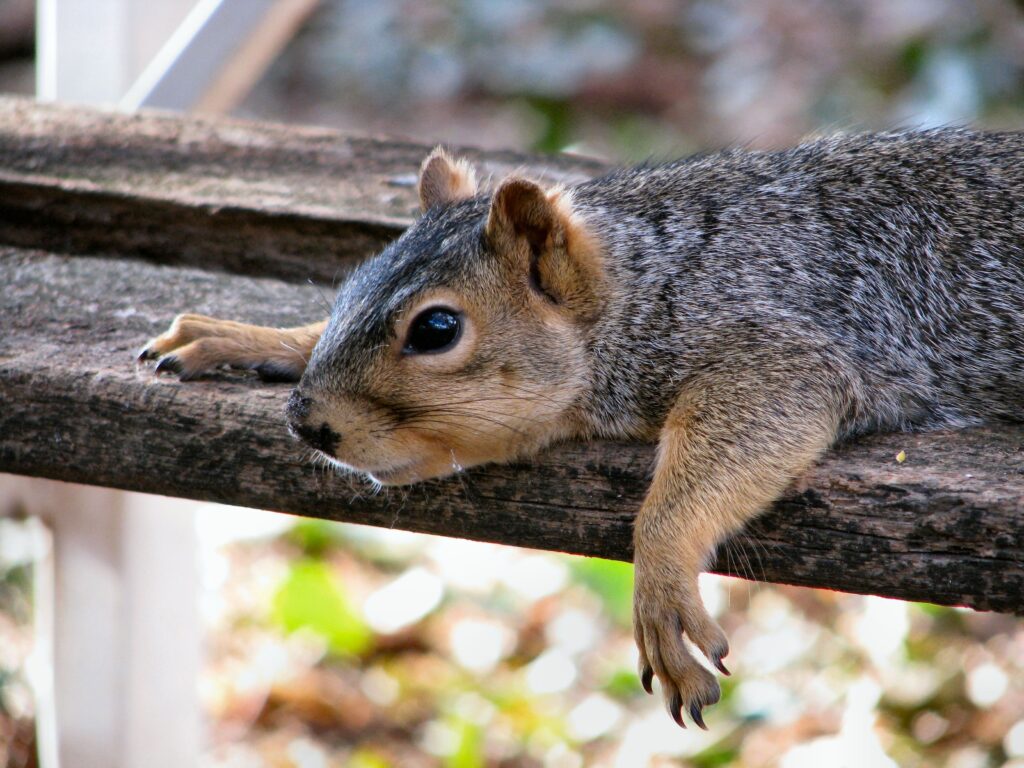 Relaxed Squirrel on Wooden Plank - Serene Nature Wallpaper