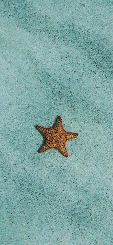 Tranquil Starfish Wallpaper on Textured Sandy Blue Background