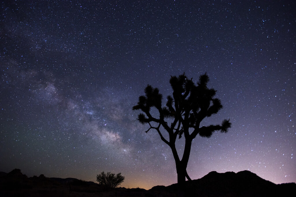Silhouette of a tree against a starry twilight sky capturing tranquil nature beauty wallpaper