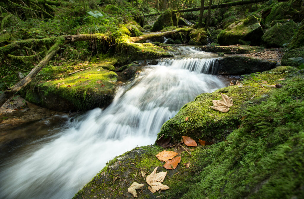 Tranquil stream flowing over mossy rocks with small waterfall lush grass autumn leaves background Wallpaper