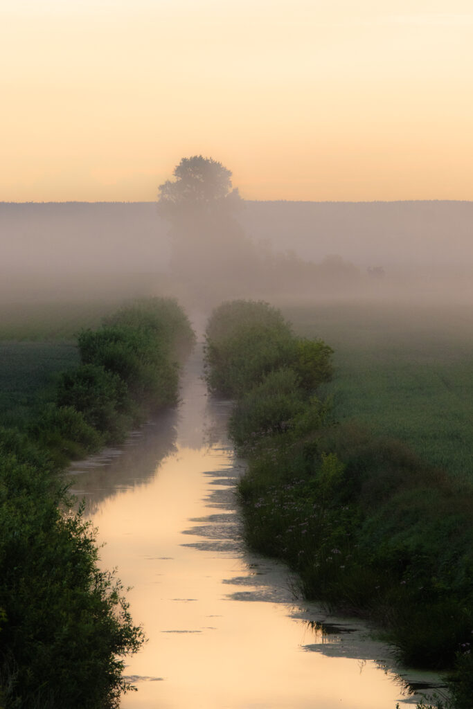 Tranquil wallpaper with winding stream lush green bushes morning fog and solitary tree silhouette