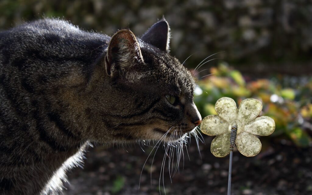 Close-Up of Striped Cat Sniffing Unique Flower – Tranquil Wallpaper