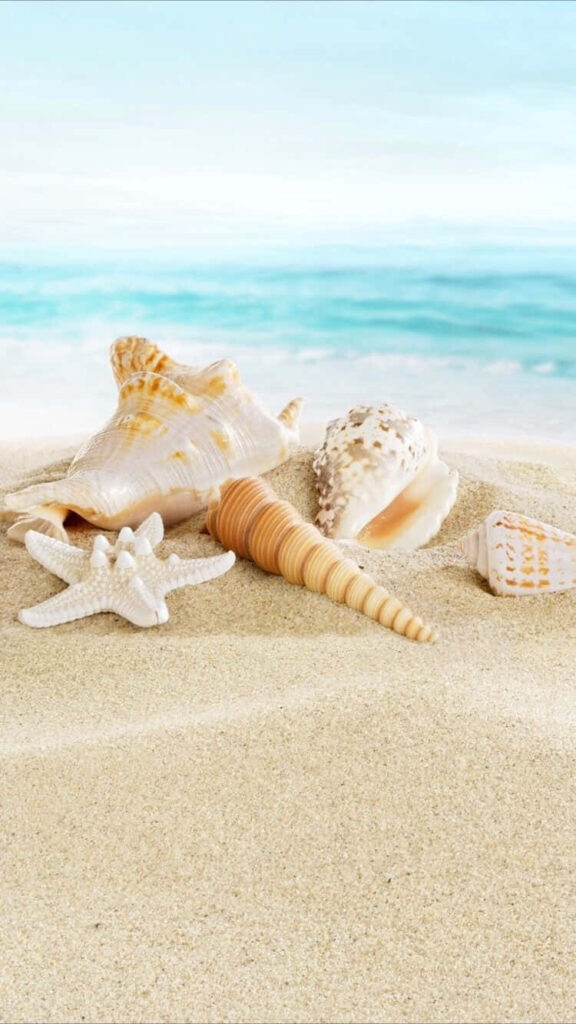 Tranquil Summer Beach Wallpaper with Seashells for iPhone Background