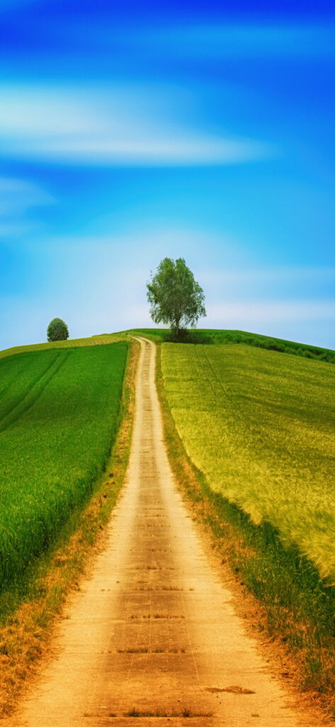 Tranquil Pathway: Vibrant Summer Scenery Immersed in Nature Wallpaper
