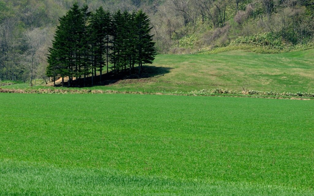 Vibrant summer landscape with lush green grass field and dense trees under clear blue sky Wallpaper