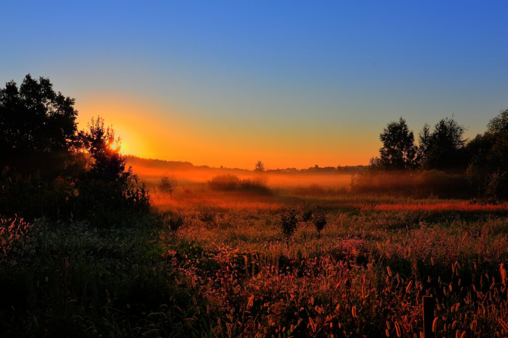 Sunset over tranquil field with glowing orange sky and silhouetted grass and trees wallpaper