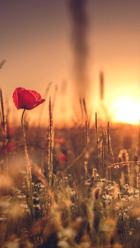 Tranquil Sunset Field with Red Poppy and Wildflowers Background Wallpaper