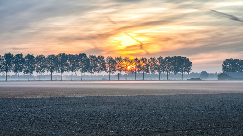 Tranquil foggy field under tall trees silhouetted by glowing orange blue sunset sky wallpaper background