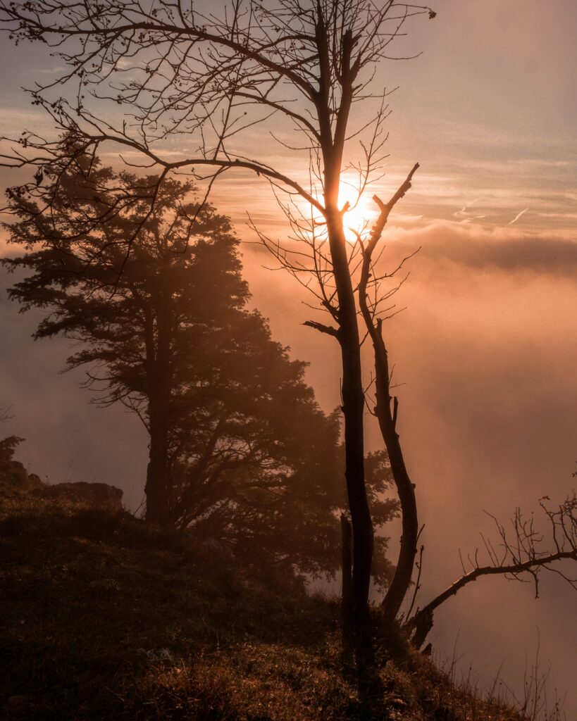 Tranquil sunset through bare trees casting golden light over misty forest wallpaper background