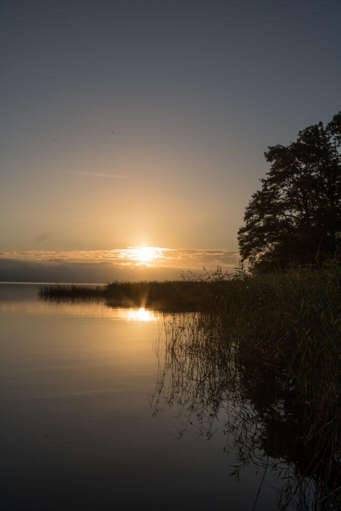 Tranquil sunset lake with golden reflections peaceful shore reeds silhouetted tree wallpaper background