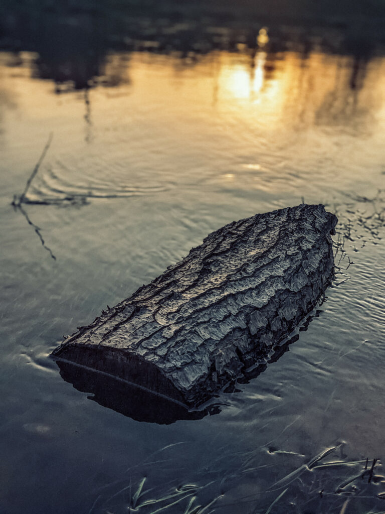 Textured log floating on calm water reflecting golden sunset hues in serene nature scene Wallpaper