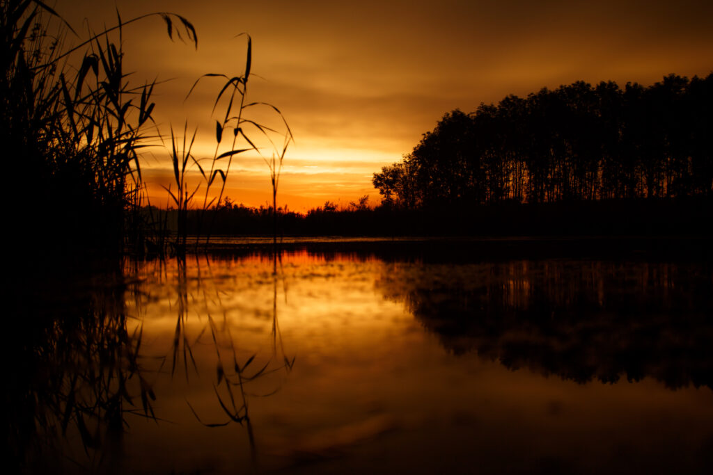 Tranquil sunset with tall grass silhouette and orange sky reflecting on calm water wallpaper background