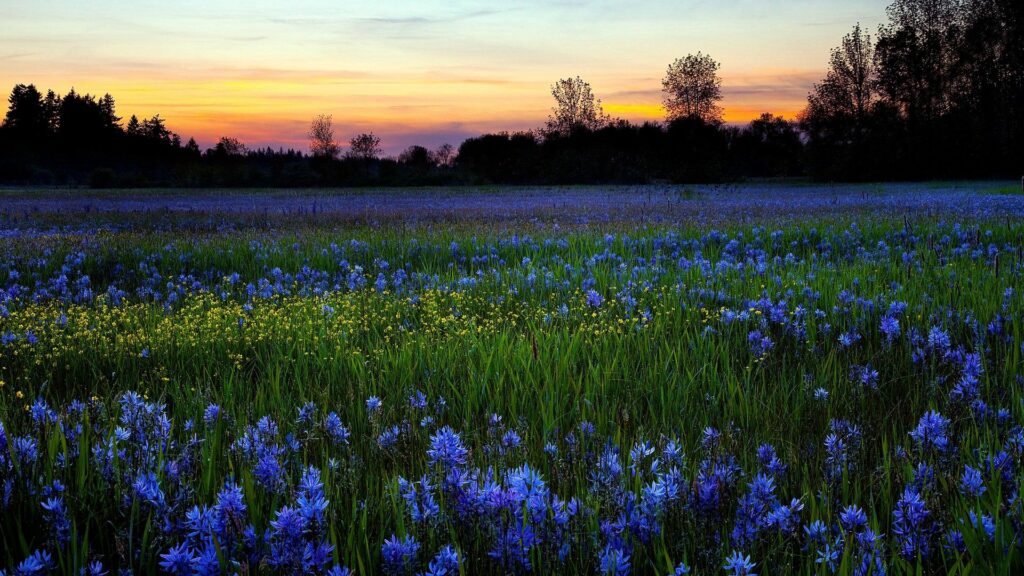 Vibrant purple and yellow flowers in lush green field with tall trees under sunset sky wallpaper