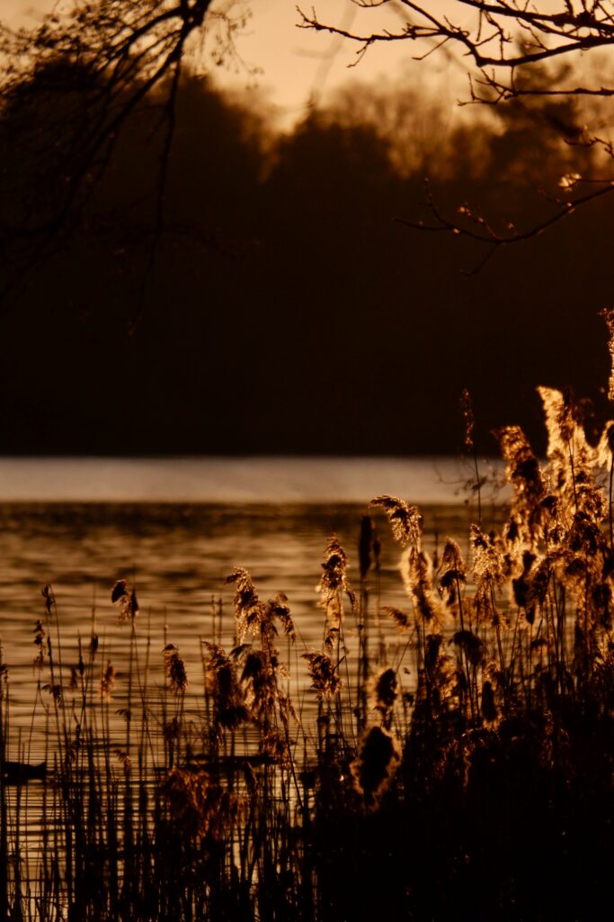 Golden reeds and branches frame serene sunset river with warm amber tones peaceful nature wallpaper