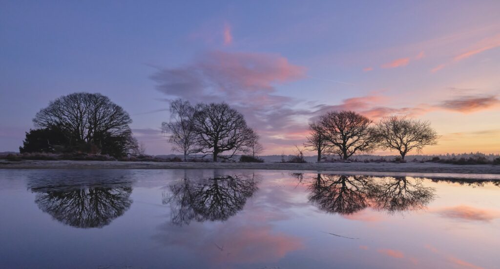 Silhouetted bare trees reflected in serene pond at sunset with purple pink and orange sky background Wallpaper
