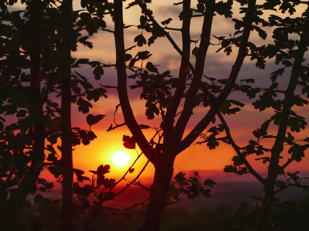 Sunset sky with orange red purple hues behind silhouetted tree branches and delicate leaves Wallpaper