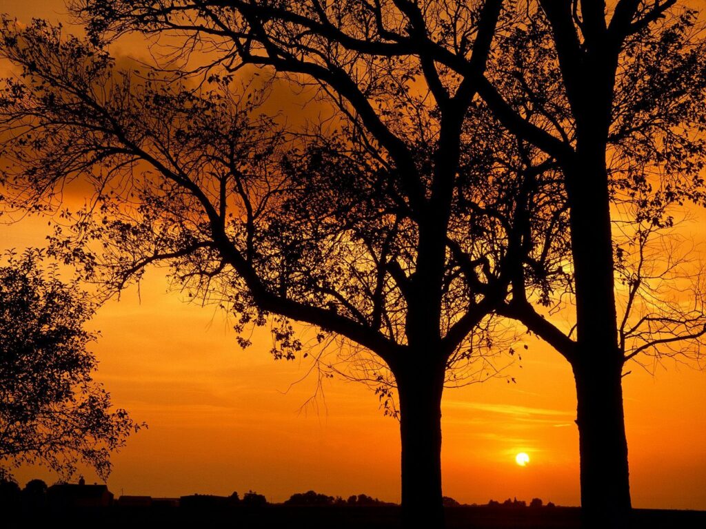 Silhouetted tree branches against vibrant orange sunset sky peaceful nature wallpaper background