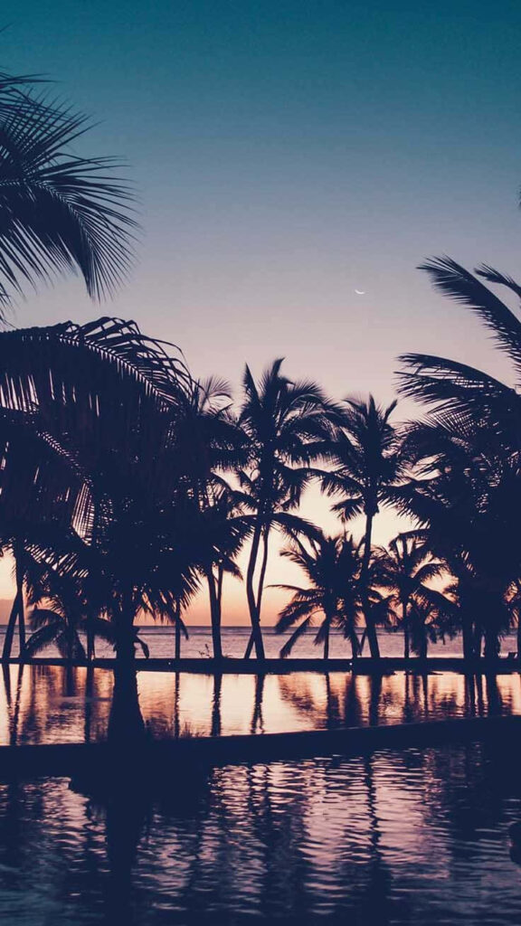 Tranquil Sunset Wallpaper with Palm Trees for Summer iPhone Background