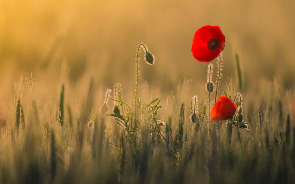 Tranquil Sunset Wallpaper: Vibrant Red Poppies in Golden Field