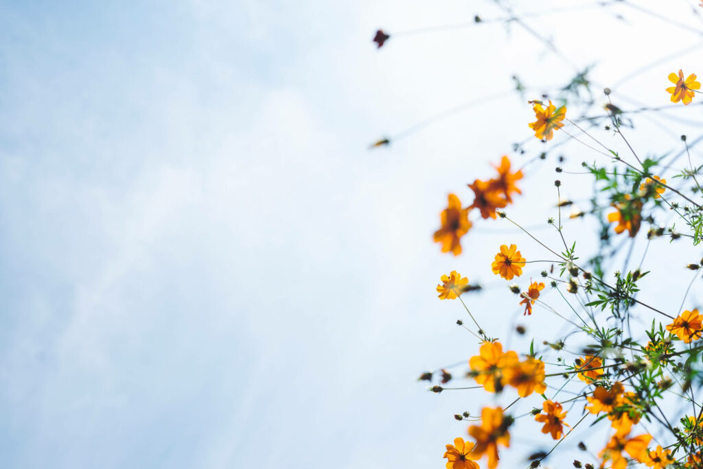 Serenity in Blossom: A Captivating Yellow Floral Composition against a Clear Blue Sky Wallpaper