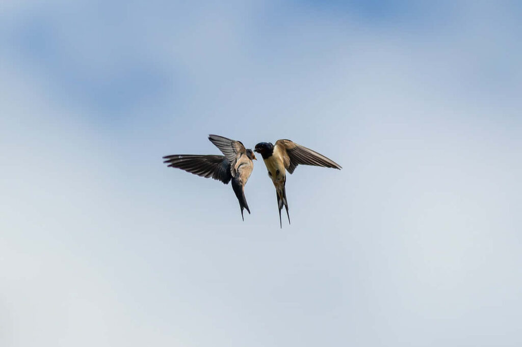 Swallows Soaring in Blue Sky - Tranquil Wallpaper Background