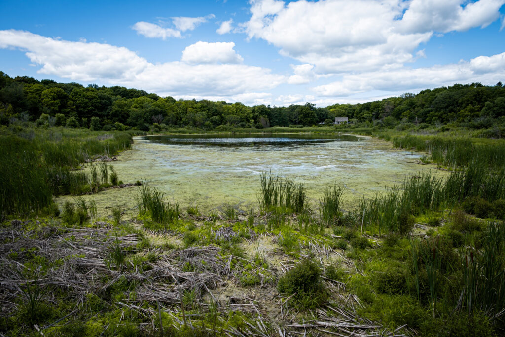 Serene swamp with lush green grasses and dense trees under vibrant blue sky and white clouds Wallpaper