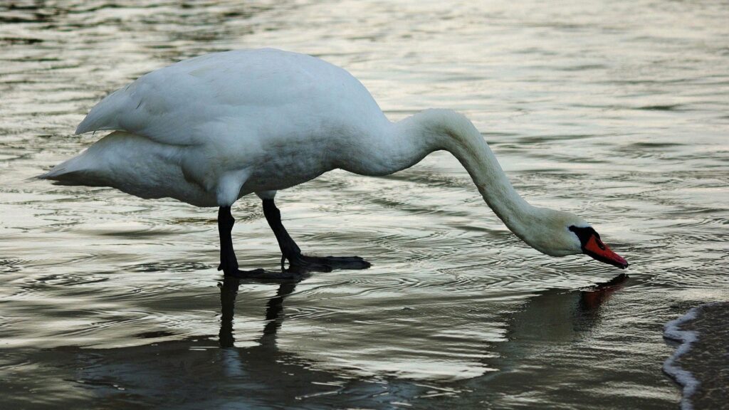 Tranquil Swan Wallpaper: Serene 1920x1080 Nature Background
