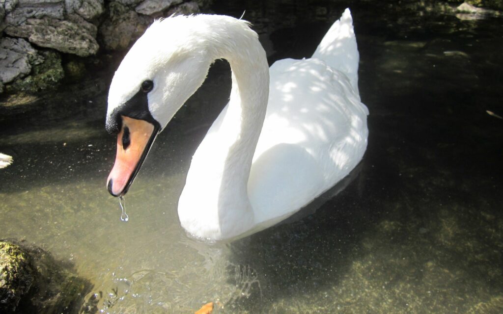 Serene Swan Wallpaper: Elegant White Feathers in Tranquil Water