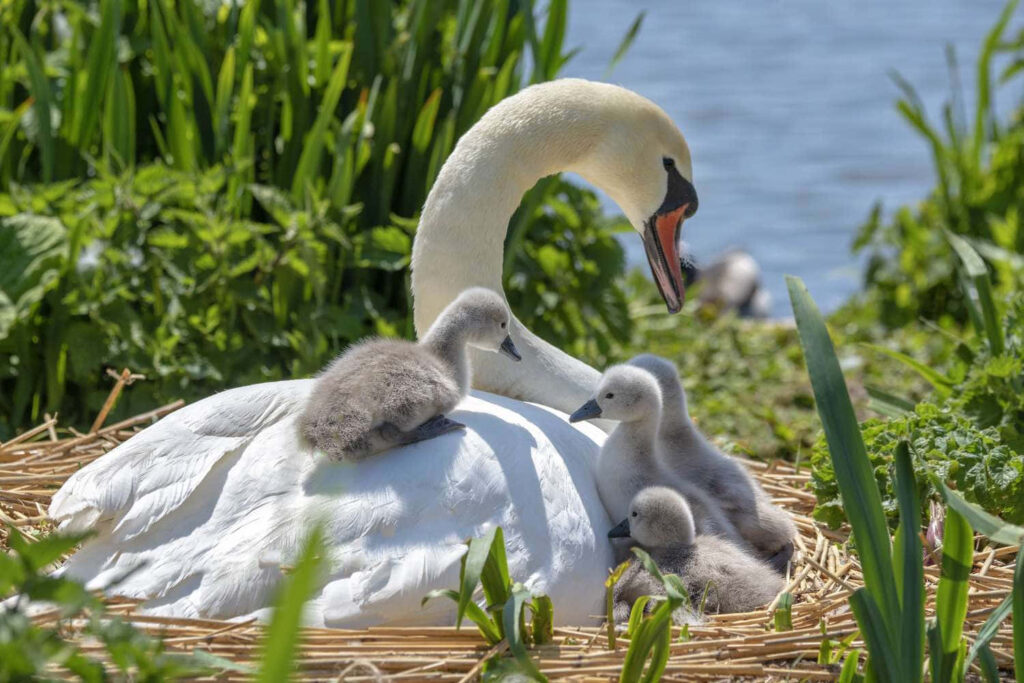 Serene Swan Nestles with Adorable Cygnets in Lush Green Setting Wallpaper